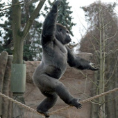 Orangutans go on like a circus actor