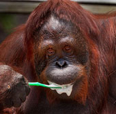 Orangutans know how to brush their teeth