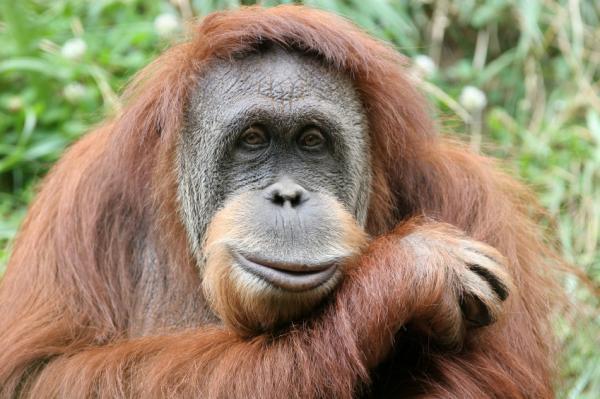 Orangutans, not chimpanzees, are the closest relatives of humans