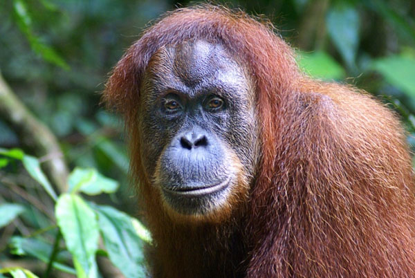 Orangutans postponed 'puberty' to be the leader