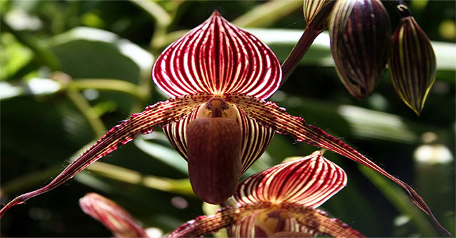 Orchids 15 years newly hatched once, 136 million VND / tree