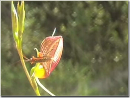 Orchids cheat male ejaculate bees