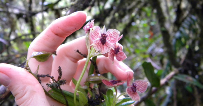 Orchids face rare demon faces in Colombia