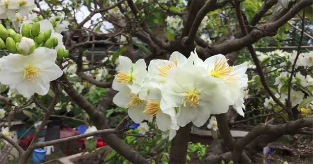 Origin and meaning of apricot tree