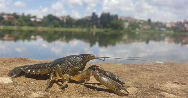 Origin and nutritional value of earth lobster
