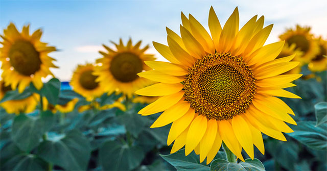 Origin of sunflowers and sunflowers meaning in life