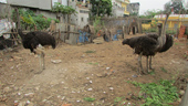 Ostrich rearing gives high economic efficiency