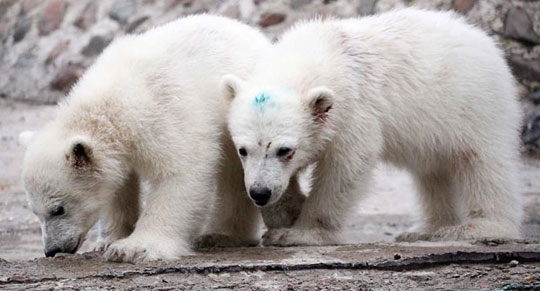 Other mating species makes white bears extinct