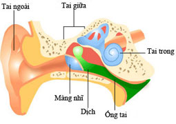 Otitis media can cause dangerous hearing loss in children
