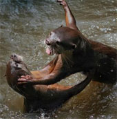 Otters fight dust bags