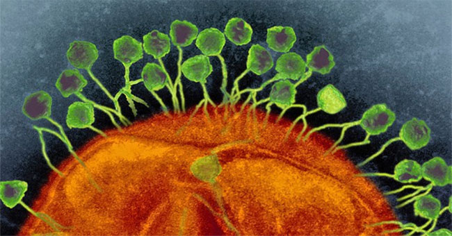 Our bodies contain 380 trillion viruses, what are they doing in there?