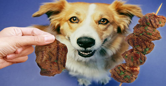 Our way of raising dogs is causing the Earth to warm up every day