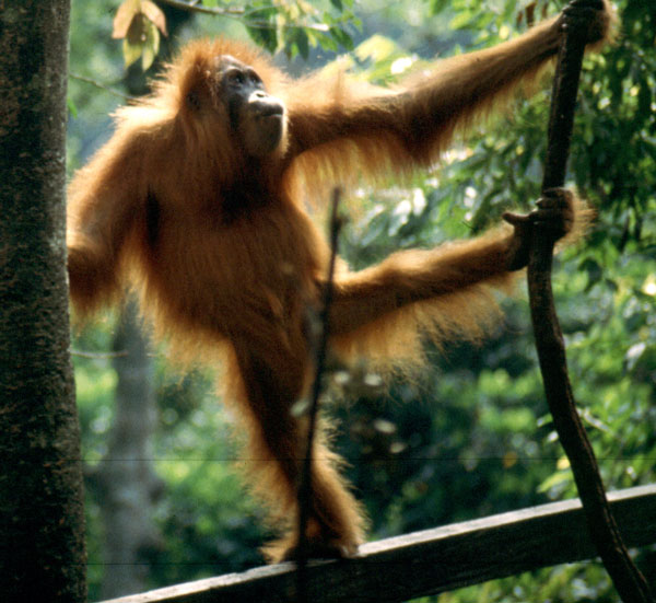 Out of food, the orangutan hunts loris