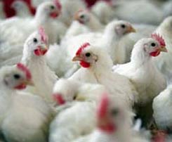 Outbreak of bird flu in the UK