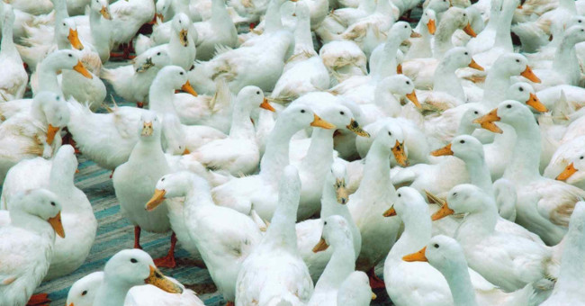 Outbreak of H5N8 bird flu in some European countries