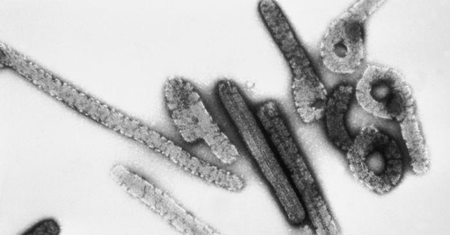 Outbreaks of deadly viruses like Ebola