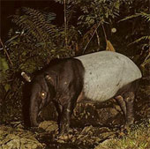 Outlandish pig fauna comes from ancient times