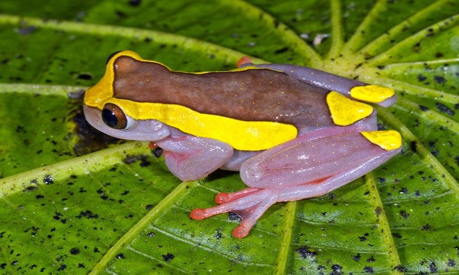 Outstanding sprawling colors of tree frogs