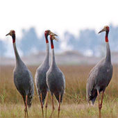 Over 31 billion VND protects Tram Chim National Park