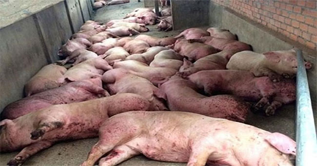 Overview of cholera swine in Africa