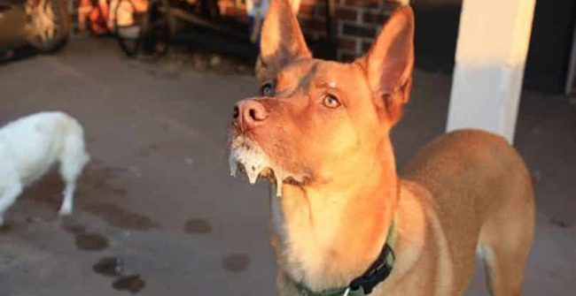 Overview of rabies with actual figures in Vietnam