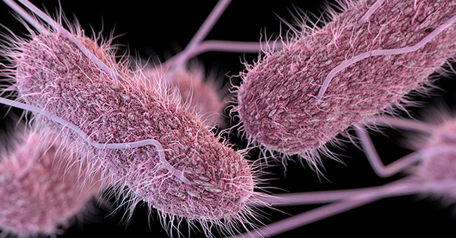 Overview of Salmonella