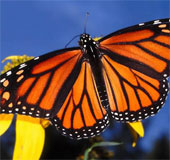 Overwhelmed by the sight of billions of migratory monarchs