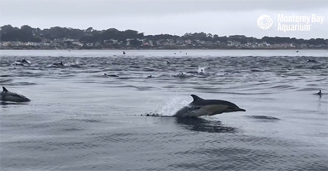 Overwhelmed thousands of dolphins to hunt together