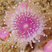 Overwhelming world of multicolored creatures