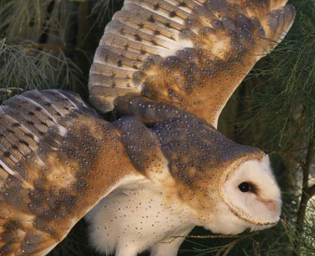 Owl owl attacks the joggers
