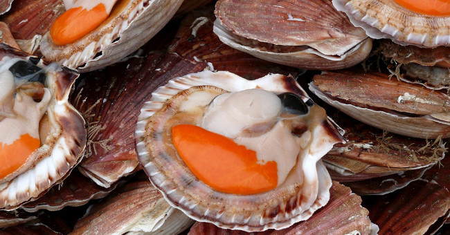 Owned oyster Saint-Jacques 'special telescope'