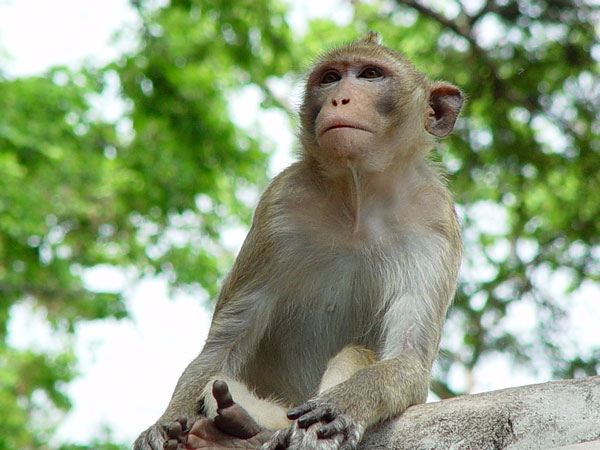 Oxytocin hormone helps monkeys increase their love