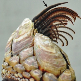 Oyster species set a new record for sex