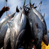 Pacific Ocean at risk of depleting tuna resources