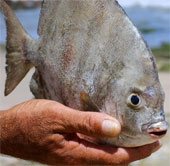 Pacu fish suddenly appeared in Russia