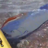 Paddle fish appear in Mexico