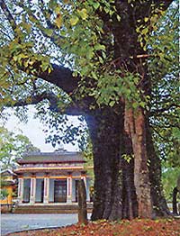 Pagoda tree