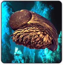 Pain reliever from sea snail