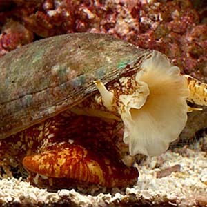 Pain relievers from venom snails sea hats