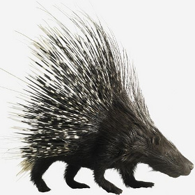Painless needles by porcupine