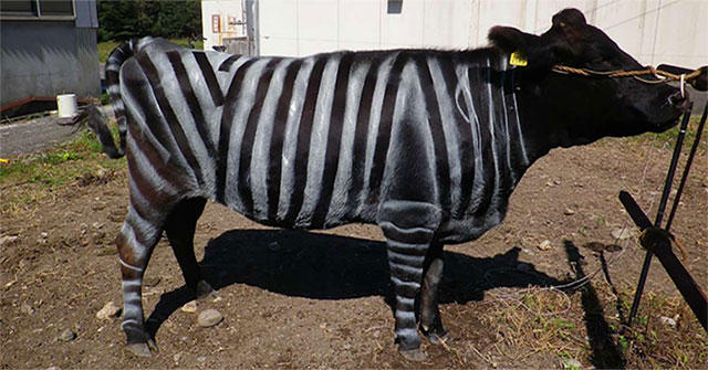 Paint cows like zebras to chase buffalo flies