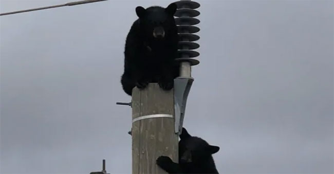 Pair of black bears overslept on a 14-meter-high electric pole