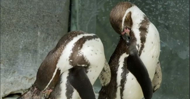 Pair of gay penguins celebrating 10 years of living together