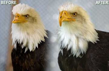 Pairing 3D mine success for vultures