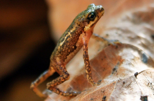 Palawan's small toad was re-exported after nearly half a century