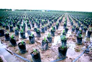 Palm oil - future fuel or ecological disaster?