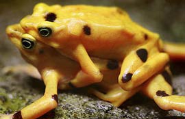 Panama preserves golden frogs
