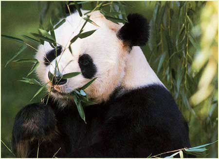 Panda Ailuropoda melanoleuca