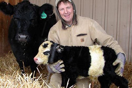Panda breeding calves were born in America