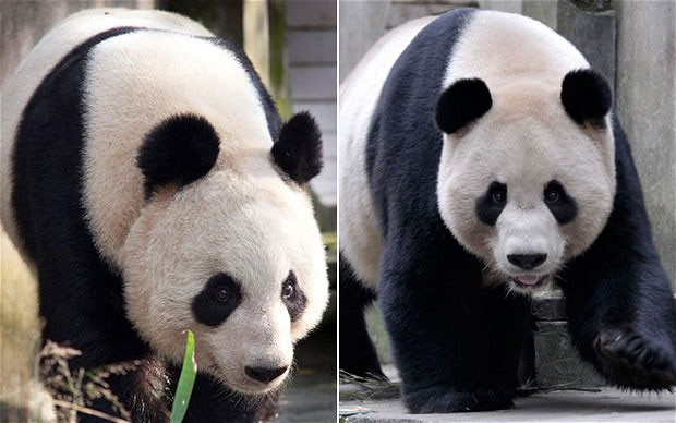 Panda couple can't find 'common voice'